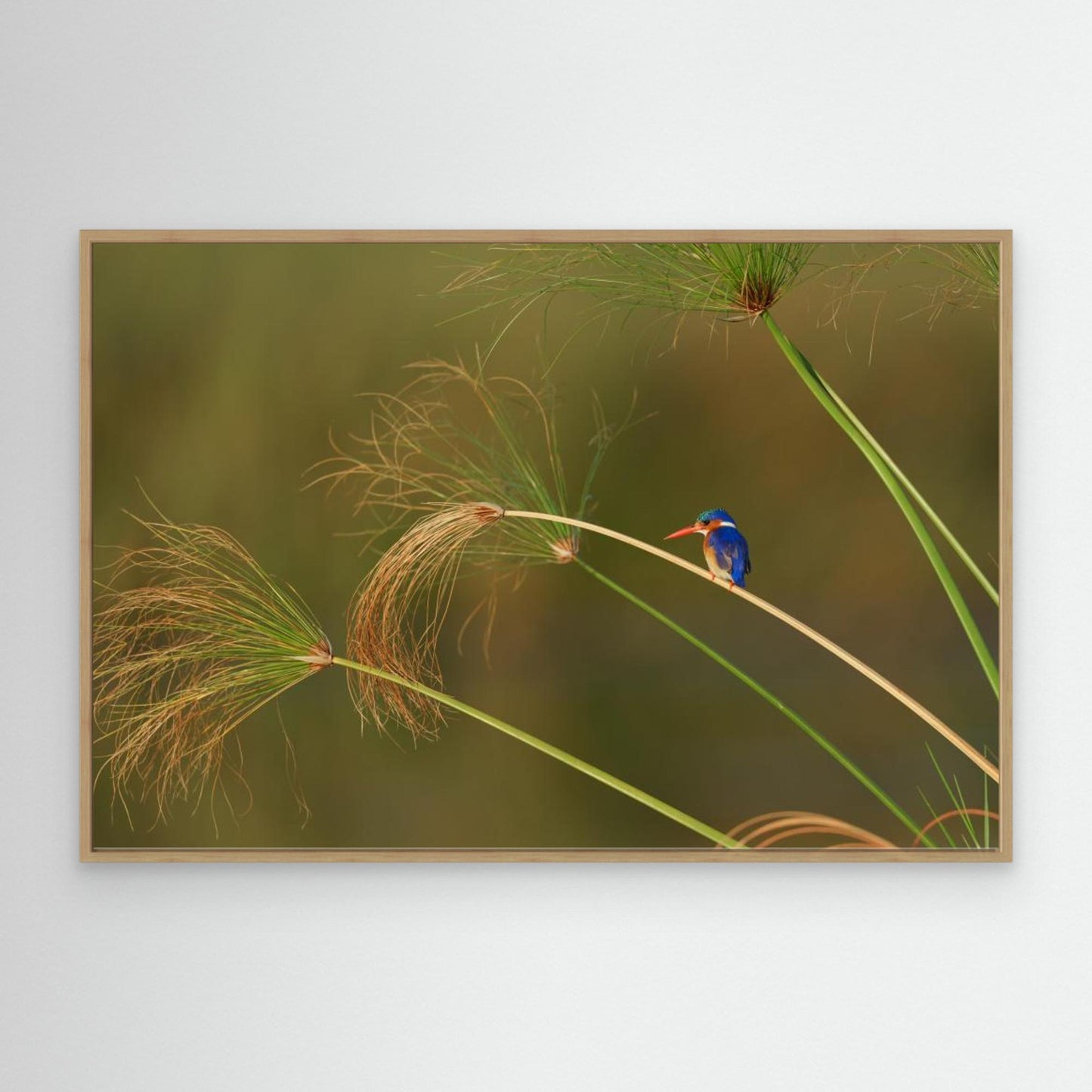 Vibrant Perch: Malachite Kingfisher Among the Reeds by Etienne Steenkamp