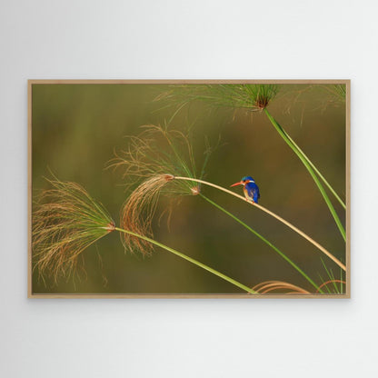 Vibrant Perch: Malachite Kingfisher Among the Reeds by Etienne Steenkamp