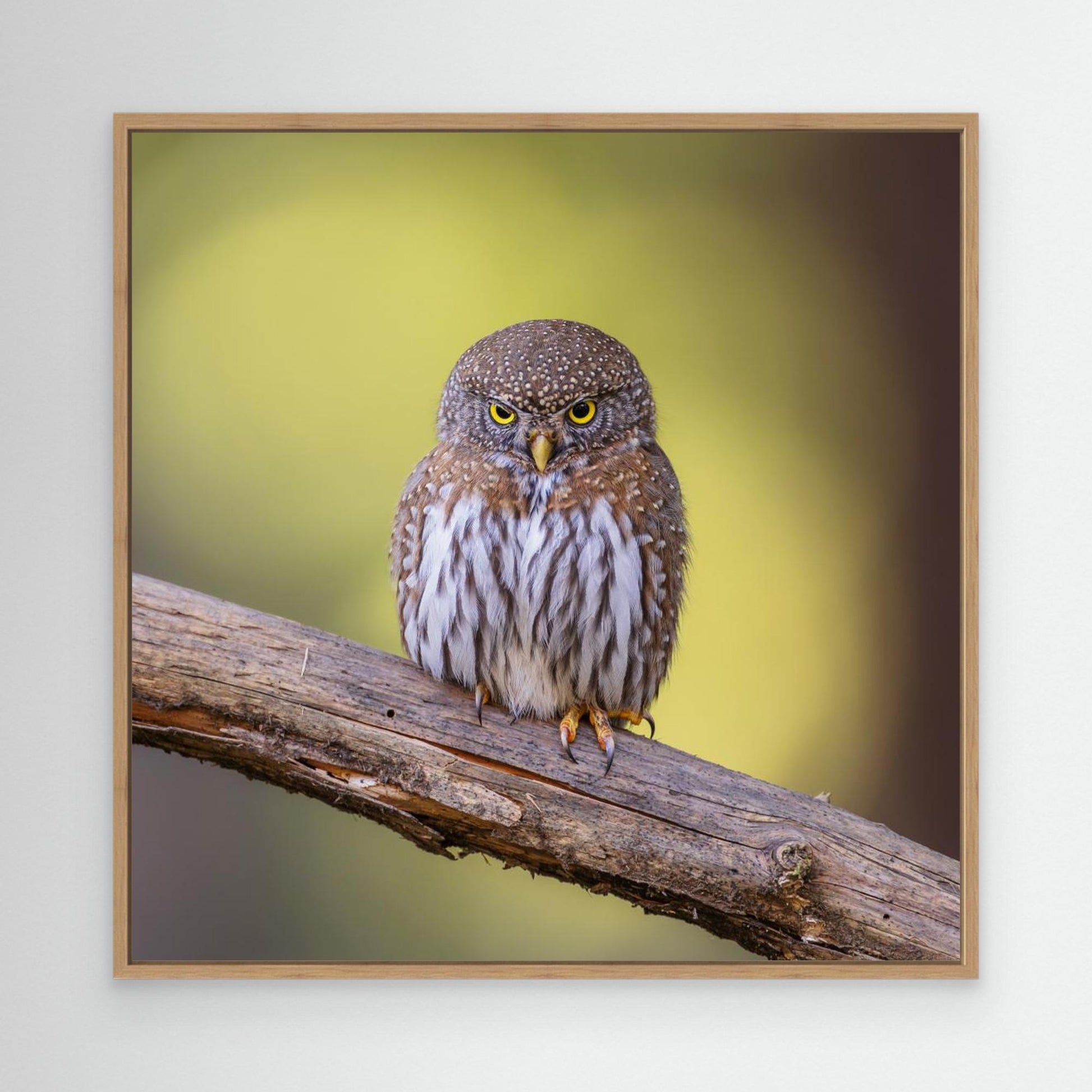 N/A by Taksing (吉星高照)