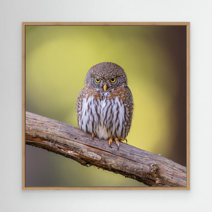 N/A by Taksing (吉星高照)