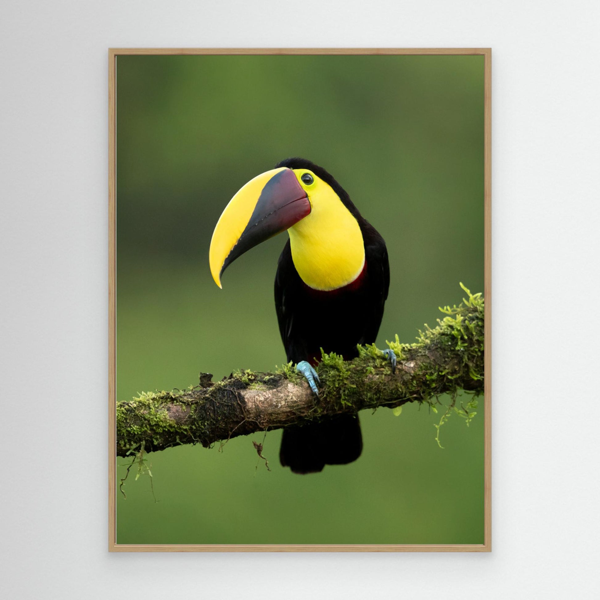 Yellow-throated toucan by Milan Zygmunt