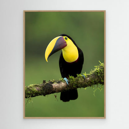 Yellow-throated toucan by Milan Zygmunt