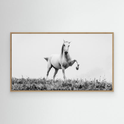 a short story about white beauty by Cembrzynski Ignacy