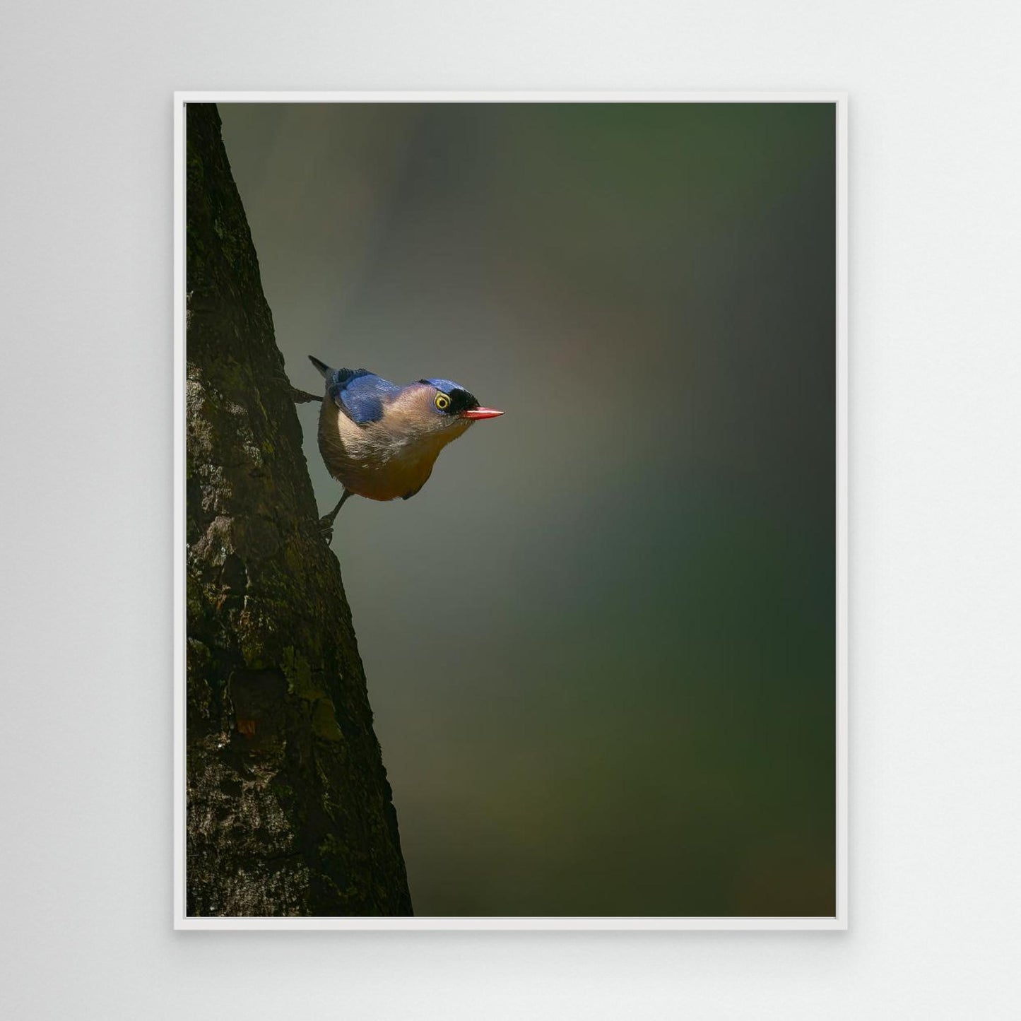 Peek a boo by Puneet Sikand