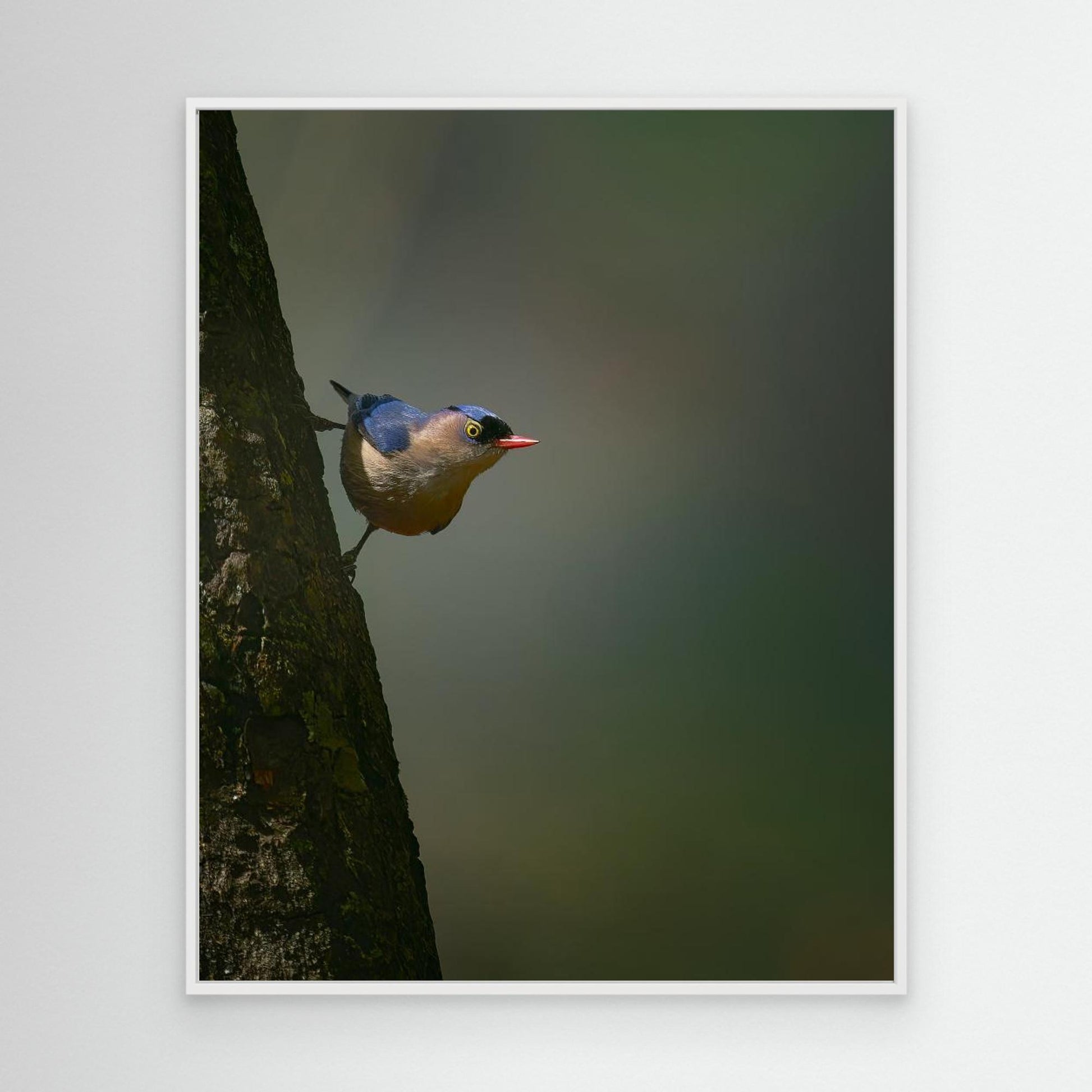 Peek a boo by Puneet Sikand