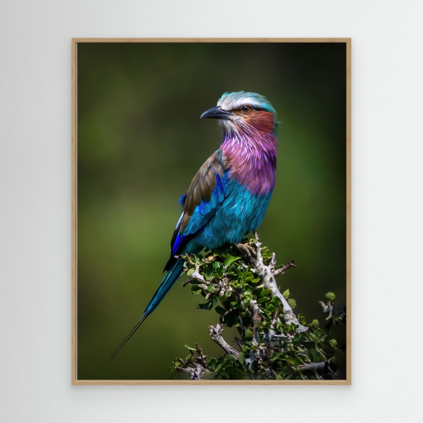 Colorful Rollin' by Amro