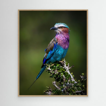 Colorful Rollin' by Amro