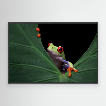 Peek a boo by Kurit Afsheen