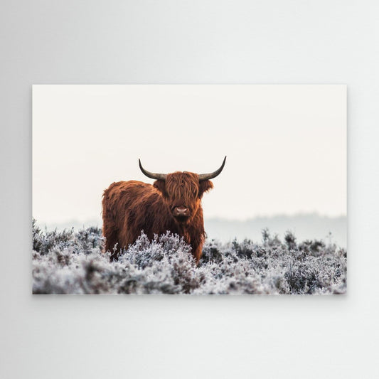 Highlander by Jaap Van Den Helm
