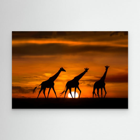 Giraffes at dawn by Xavier Ortega