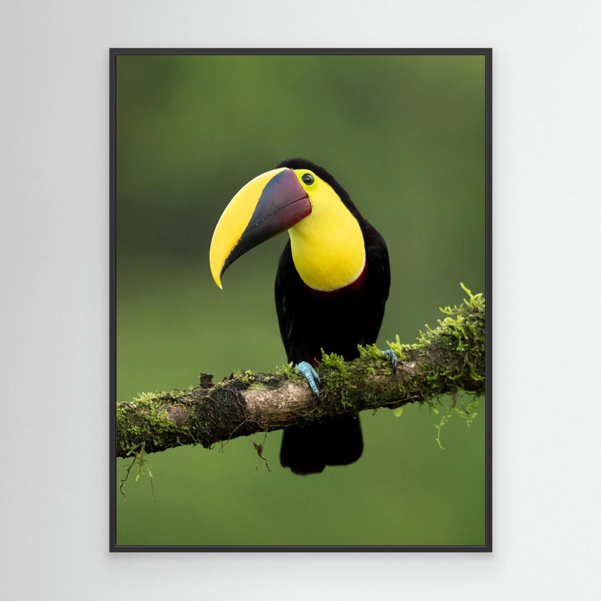 Yellow-throated toucan by Milan Zygmunt
