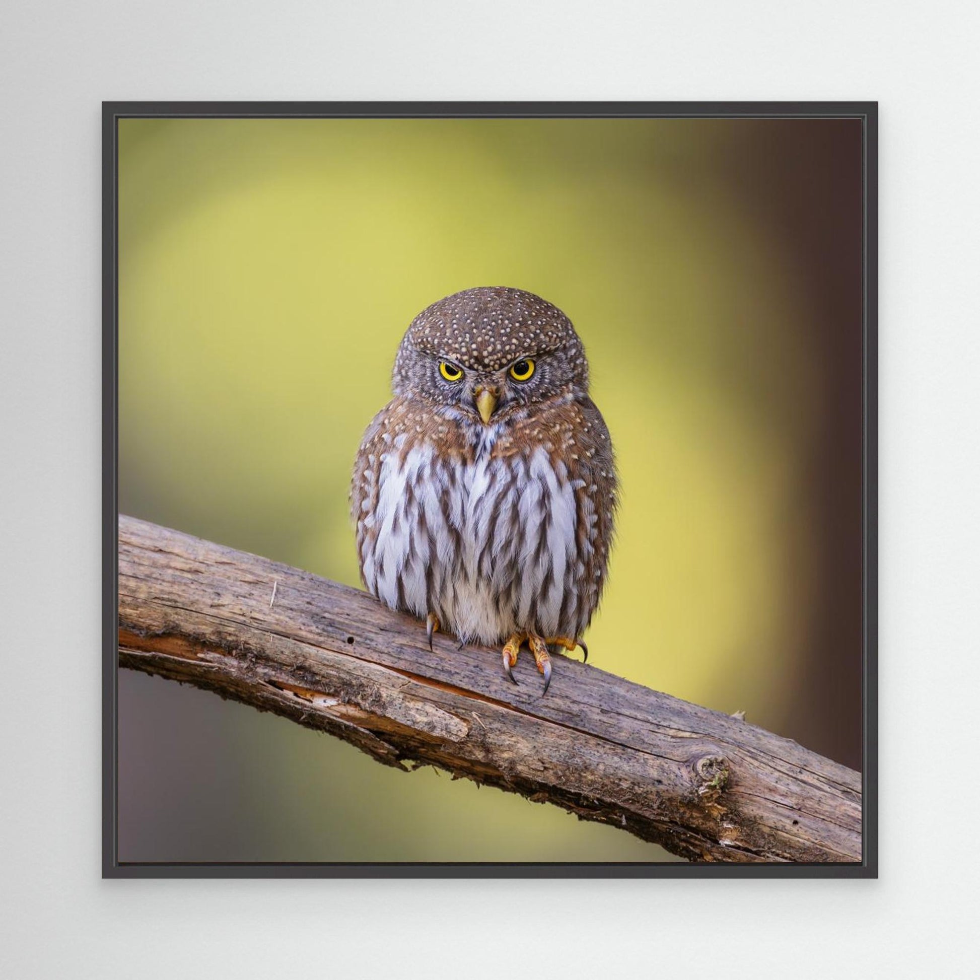 N/A by Taksing (吉星高照)