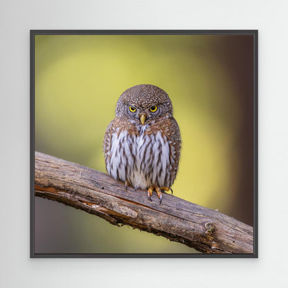 N/A by Taksing (吉星高照)