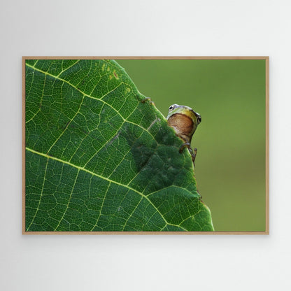 Peek A Boo! by Savas Sener