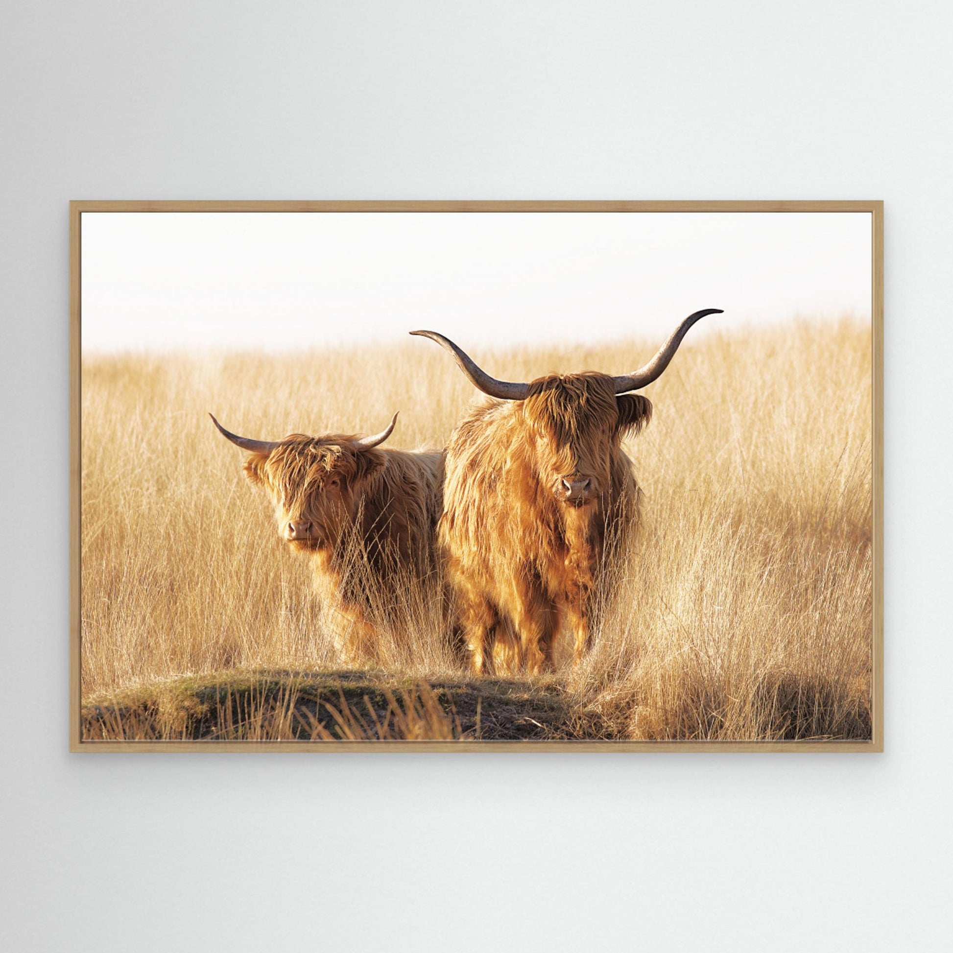 Young and old Highlander by Jaap Van Den Helm