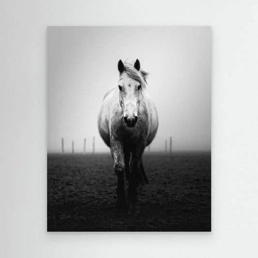 Confidence by Christophe Staelens