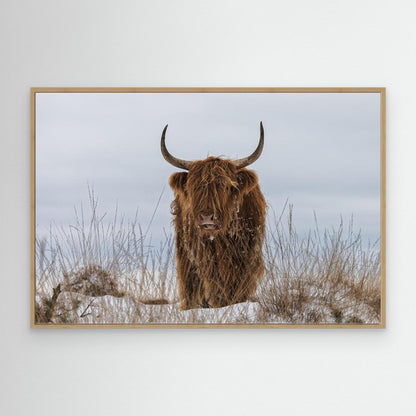 Highlander in Snow by Jaap Van Den Helm