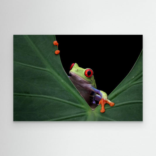 Peek a boo by Kurit Afsheen