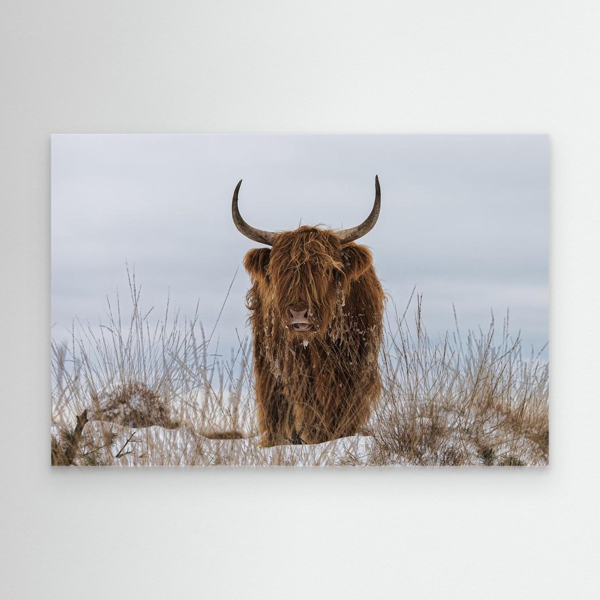 Highlander in Snow by Jaap Van Den Helm