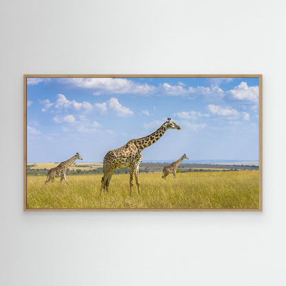 Trio Giraffes by Husain Alfraid