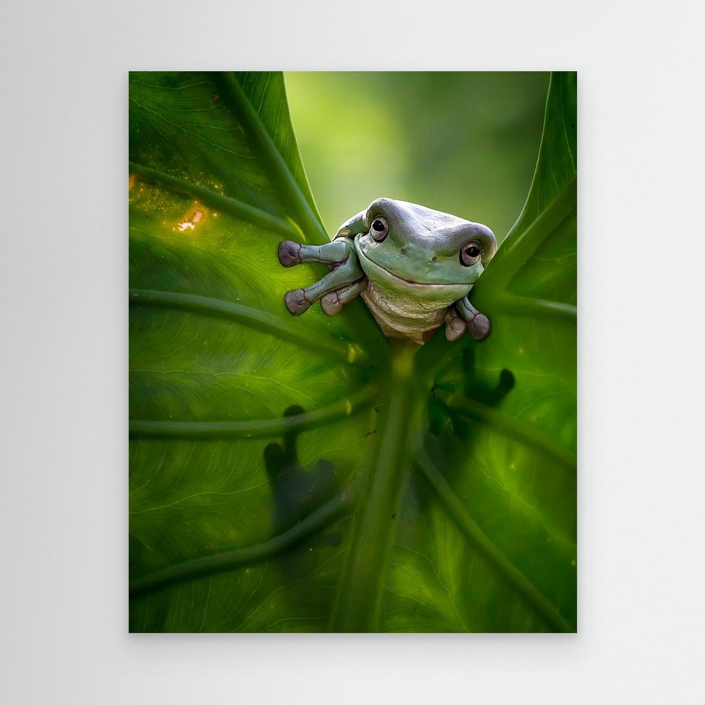 Peek A Boo by Fauzan Maududdin