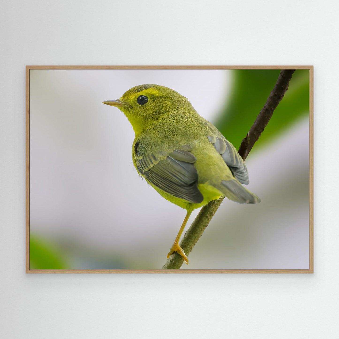 Emerald Perch by Robert Zhang