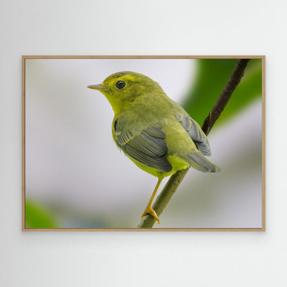 Emerald Perch by Robert Zhang