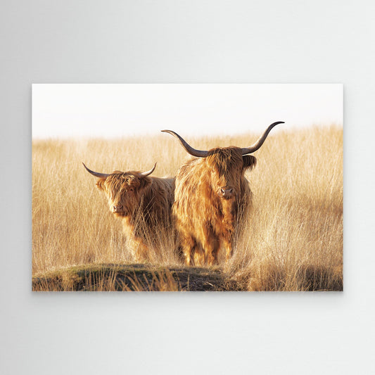 Young and old Highlander by Jaap Van Den Helm