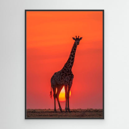 Sunset Giraffe by Henry Zhao