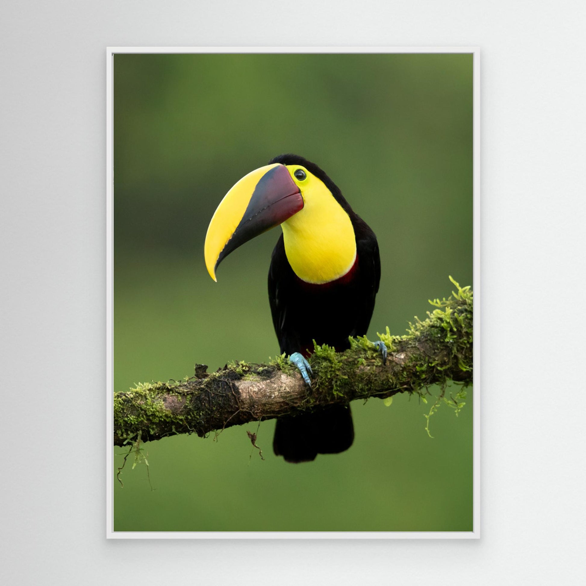 Yellow-throated toucan by Milan Zygmunt