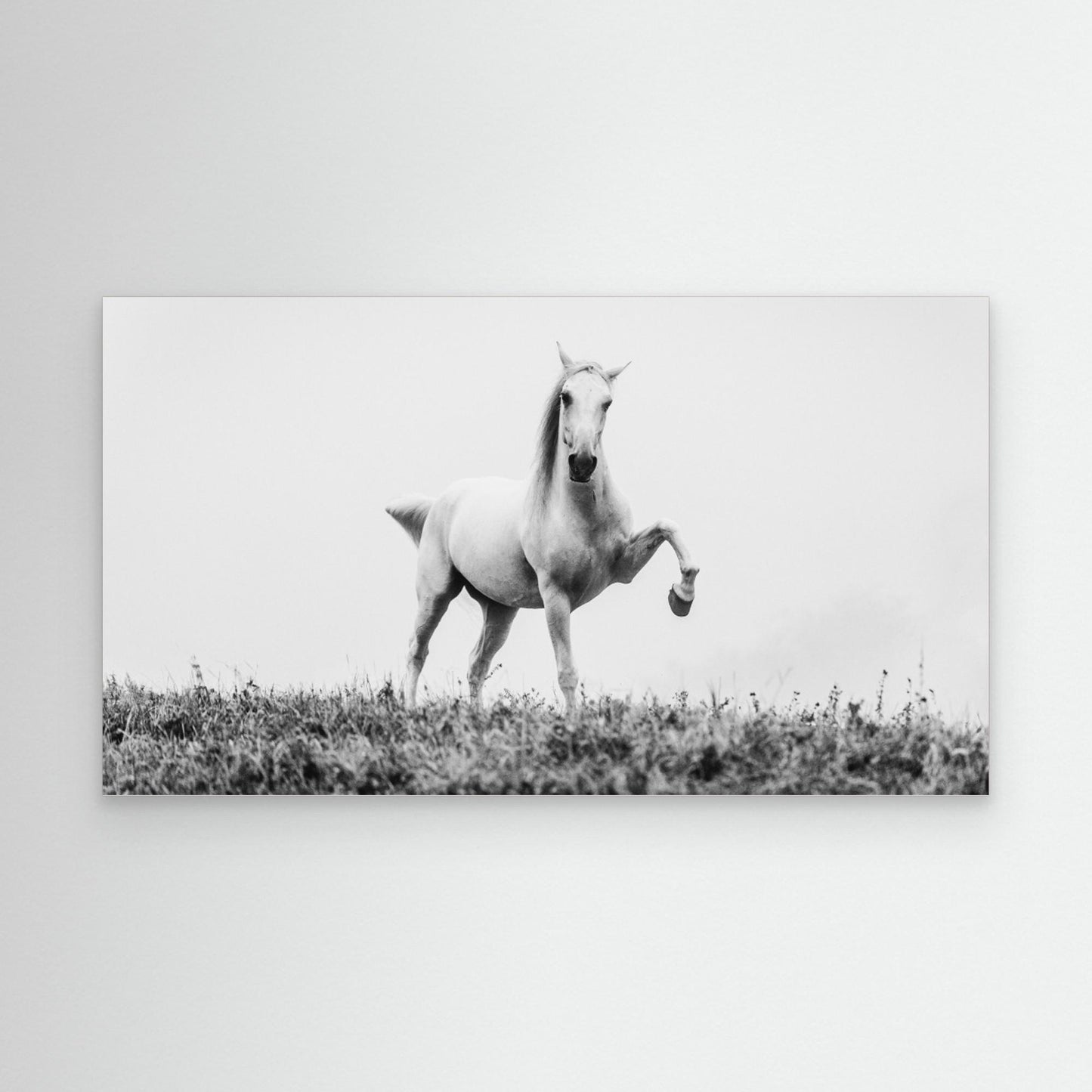 a short story about white beauty by Cembrzynski Ignacy