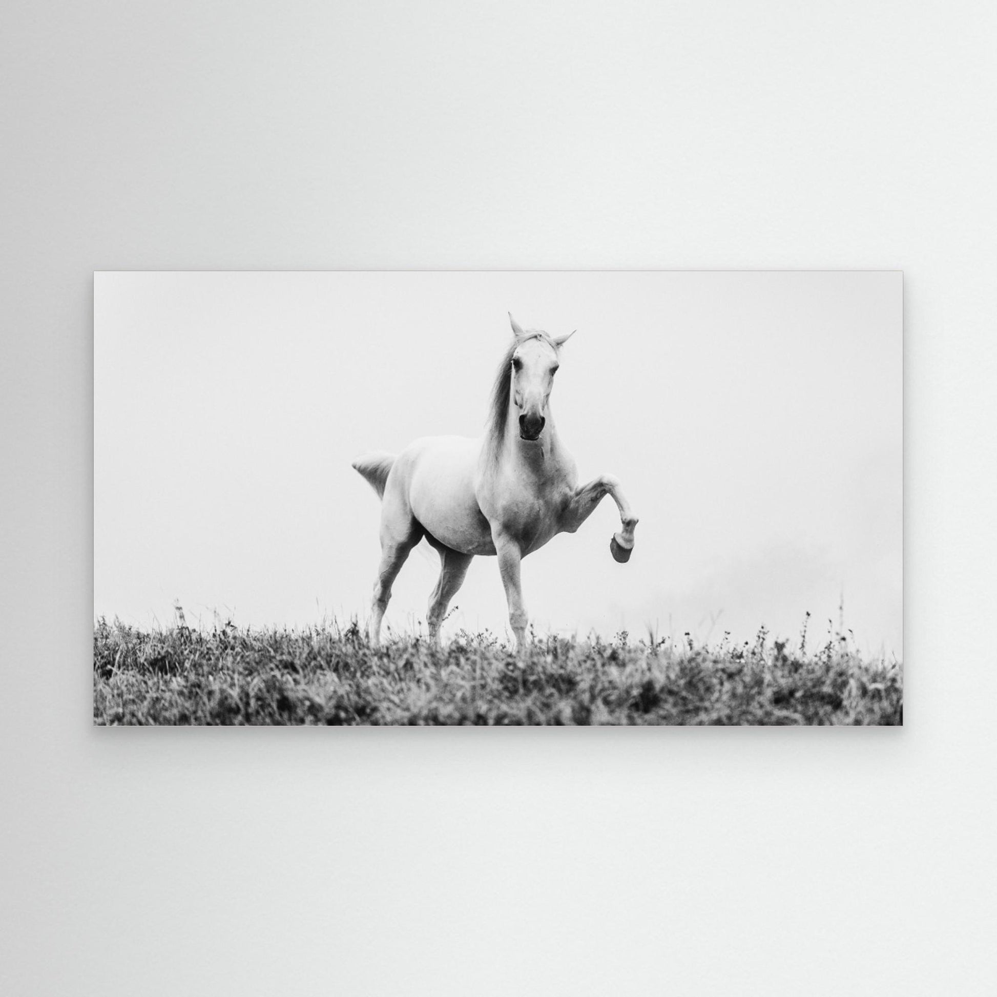 a short story about white beauty by Cembrzynski Ignacy