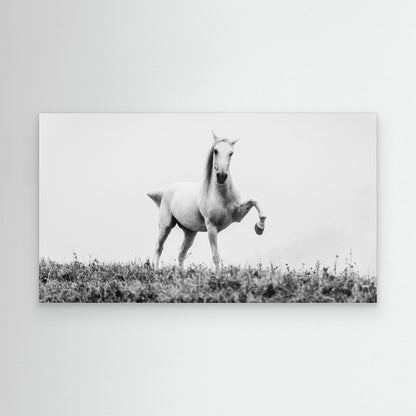 a short story about white beauty by Cembrzynski Ignacy