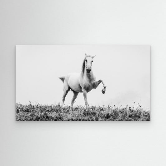 a short story about white beauty by Cembrzynski Ignacy