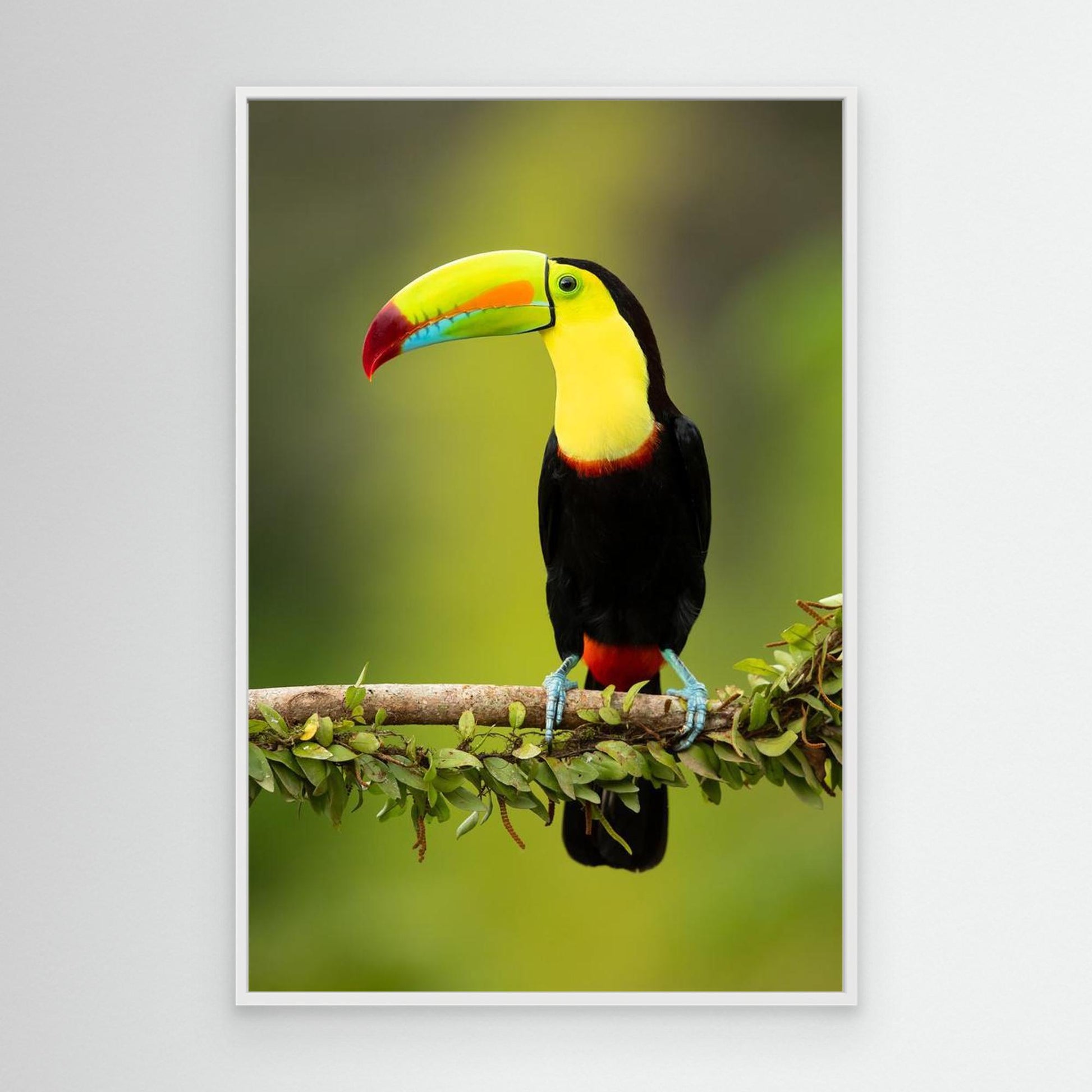 Keel-billed toucan by Milan Zygmunt