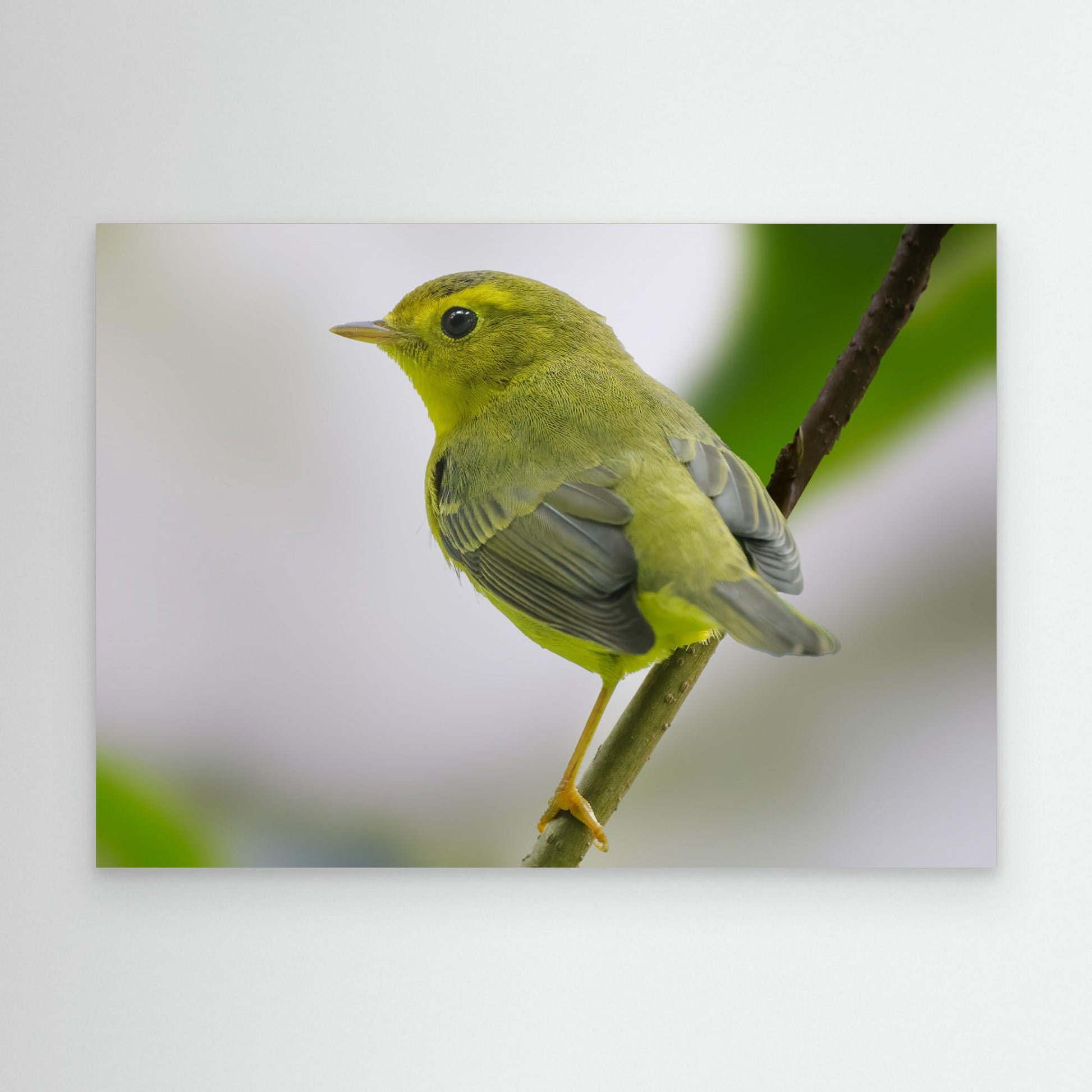 Emerald Perch by Robert Zhang