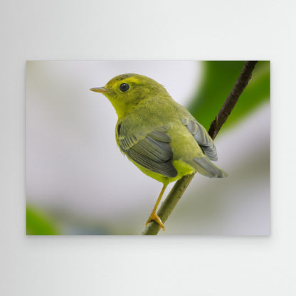 Emerald Perch by Robert Zhang