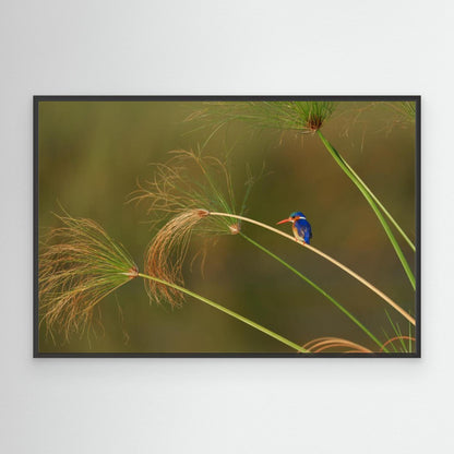 Vibrant Perch: Malachite Kingfisher Among the Reeds by Etienne Steenkamp